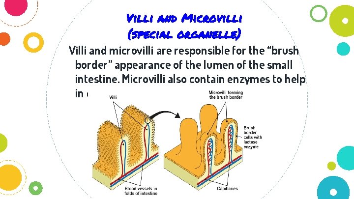 Villi and Microvilli (special organelle) Villi and microvilli are responsible for the “brush border”