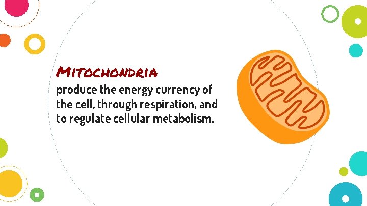 Mitochondria produce the energy currency of the cell, through respiration, and to regulate cellular