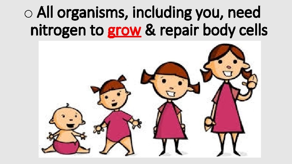 o All organisms, including you, need nitrogen to grow & repair body cells 