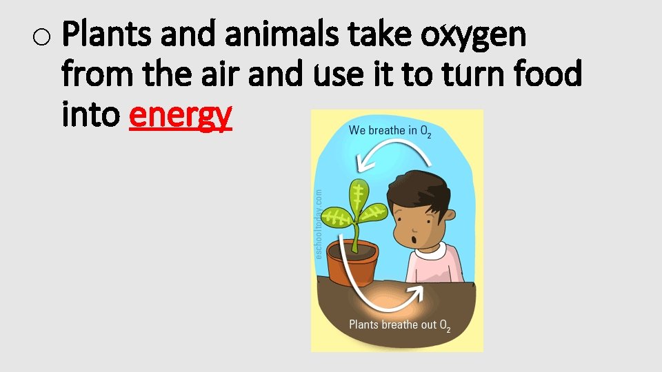 o Plants and animals take oxygen from the air and use it to turn