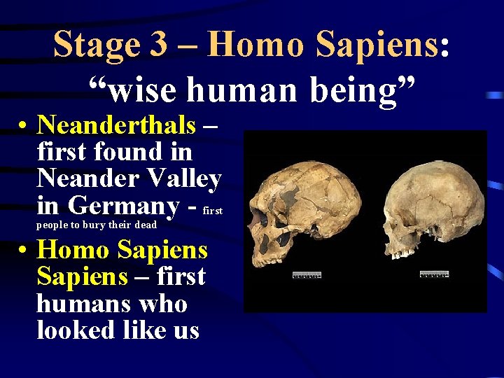 Stage 3 – Homo Sapiens: “wise human being” • Neanderthals – first found in