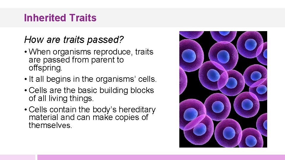 Inherited Traits How are traits passed? • When organisms reproduce, traits are passed from