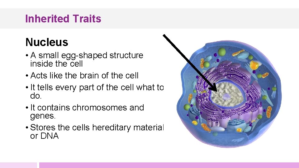 Inherited Traits Nucleus • A small egg-shaped structure inside the cell • Acts like