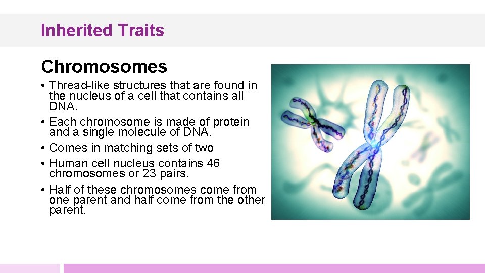 Inherited Traits Chromosomes • Thread-like structures that are found in the nucleus of a