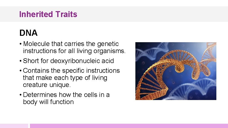 Inherited Traits DNA • Molecule that carries the genetic instructions for all living organisms.