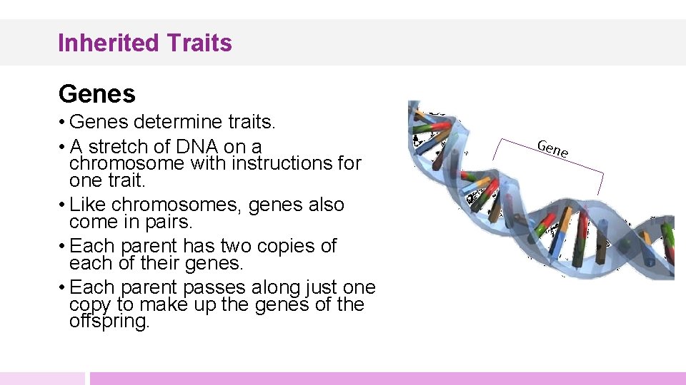 Inherited Traits Genes • Genes determine traits. • A stretch of DNA on a