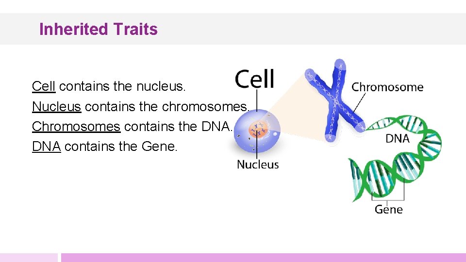 Inherited Traits Cell contains the nucleus. Nucleus contains the chromosomes. Chromosomes contains the DNA