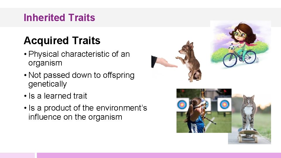 Inherited Traits Acquired Traits • Physical characteristic of an organism • Not passed down