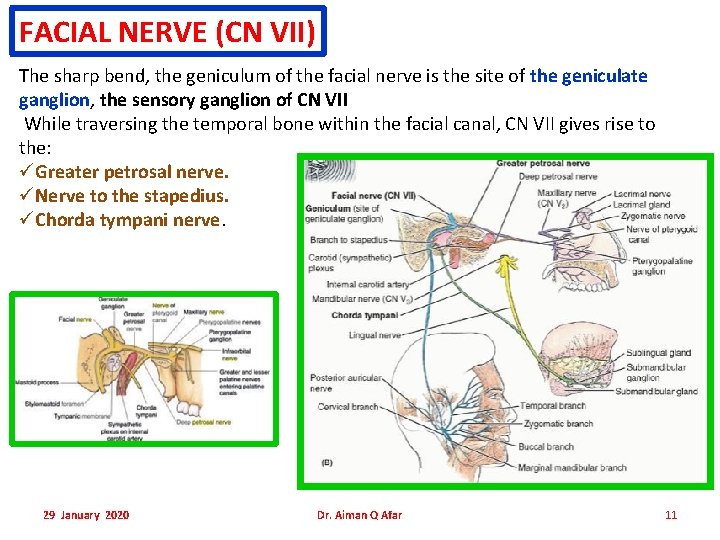 FACIAL NERVE (CN VII) The sharp bend, the geniculum of the facial nerve is FACIAL NERVE (CN VII) The sharp bend, the geniculum of the facial nerve is