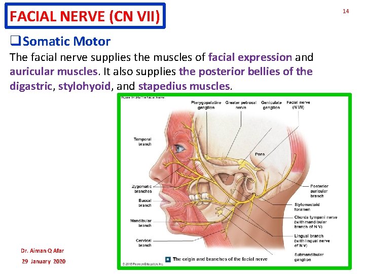 FACIAL NERVE (CN VII) q. Somatic Motor The facial nerve supplies the muscles of FACIAL NERVE (CN VII) q. Somatic Motor The facial nerve supplies the muscles of