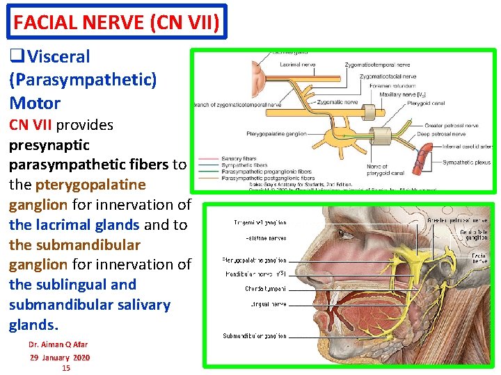 FACIAL NERVE (CN VII) q. Visceral (Parasympathetic) Motor CN VII provides presynaptic parasympathetic fibers FACIAL NERVE (CN VII) q. Visceral (Parasympathetic) Motor CN VII provides presynaptic parasympathetic fibers