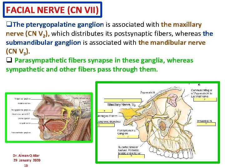 FACIAL NERVE (CN VII) q. The pterygopalatine ganglion is associated with the maxillary nerve FACIAL NERVE (CN VII) q. The pterygopalatine ganglion is associated with the maxillary nerve