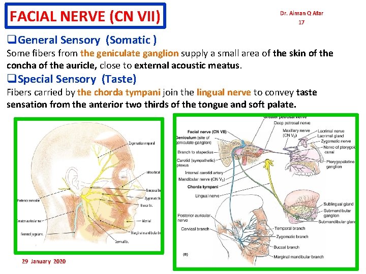 FACIAL NERVE (CN VII) Dr. Aiman Q Afar 17 q. General Sensory (Somatic ) FACIAL NERVE (CN VII) Dr. Aiman Q Afar 17 q. General Sensory (Somatic )