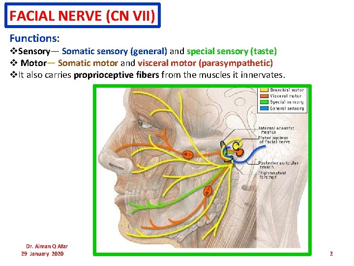 FACIAL NERVE (CN VII) Functions: v. Sensory— Somatic sensory (general) and special sensory (taste) FACIAL NERVE (CN VII) Functions: v. Sensory— Somatic sensory (general) and special sensory (taste)