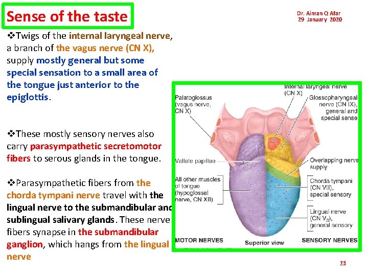 Sense of the taste Dr. Aiman Q Afar 29 January 2020 v. Twigs of Sense of the taste Dr. Aiman Q Afar 29 January 2020 v. Twigs of