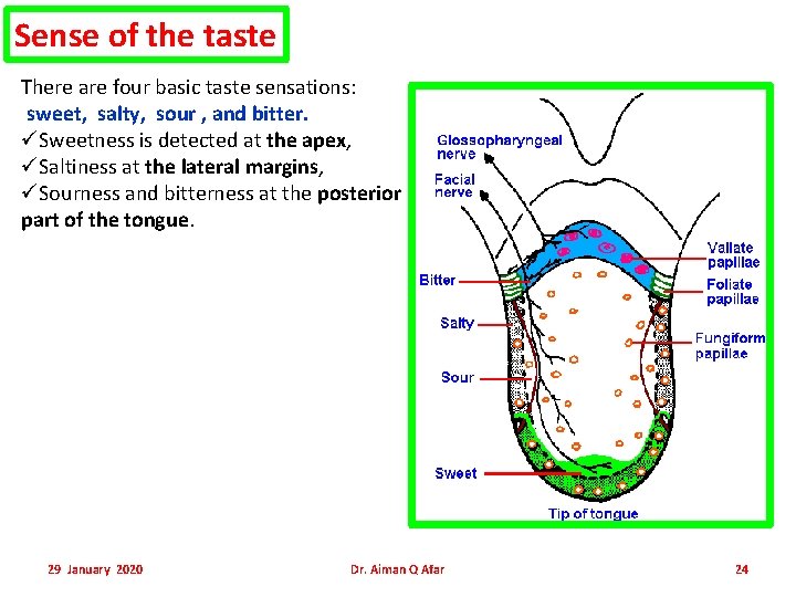 Sense of the taste There are four basic taste sensations: sweet, salty, sour , Sense of the taste There are four basic taste sensations: sweet, salty, sour ,