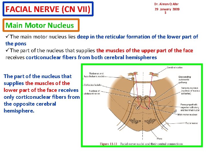 FACIAL NERVE (CN VII) Dr. Aiman Q Afar 29 January 2020 3 Main Motor FACIAL NERVE (CN VII) Dr. Aiman Q Afar 29 January 2020 3 Main Motor