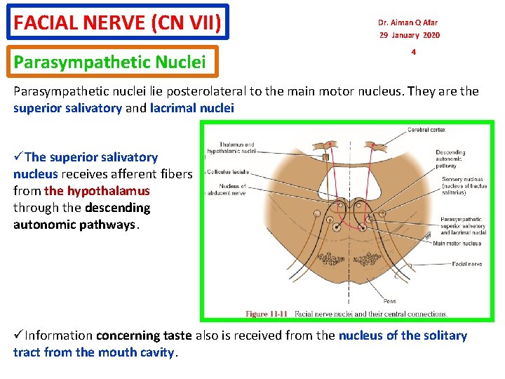 FACIAL NERVE (CN VII) Parasympathetic Nuclei Dr. Aiman Q Afar 29 January 2020 4 FACIAL NERVE (CN VII) Parasympathetic Nuclei Dr. Aiman Q Afar 29 January 2020 4