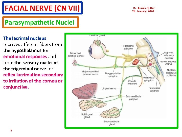 FACIAL NERVE (CN VII) Parasympathetic Nuclei The lacrimal nucleus receives afferent fibers from the FACIAL NERVE (CN VII) Parasympathetic Nuclei The lacrimal nucleus receives afferent fibers from the