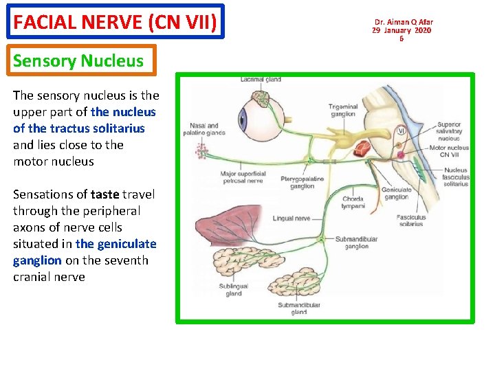 FACIAL NERVE (CN VII) Sensory Nucleus The sensory nucleus is the upper part of FACIAL NERVE (CN VII) Sensory Nucleus The sensory nucleus is the upper part of