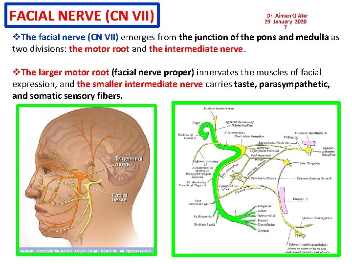 FACIAL NERVE (CN VII) Dr. Aiman Q Afar 29 January 2020 7 v. The FACIAL NERVE (CN VII) Dr. Aiman Q Afar 29 January 2020 7 v. The