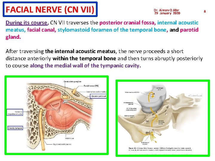 FACIAL NERVE (CN VII) Dr. Aiman Q Afar 29 January 2020 During its course, FACIAL NERVE (CN VII) Dr. Aiman Q Afar 29 January 2020 During its course,