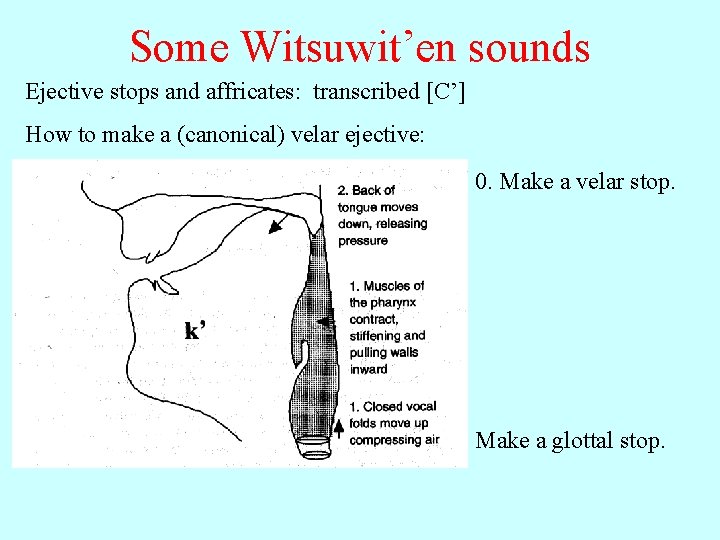 Some Witsuwit’en sounds Ejective stops and affricates: transcribed [C’] How to make a (canonical)