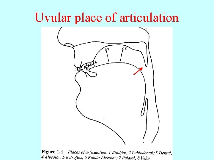 Uvular place of articulation 