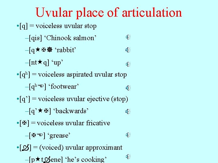 Uvular place of articulation • [q] = voiceless uvular stop –[qis] ‘Chinook salmon’ –[q