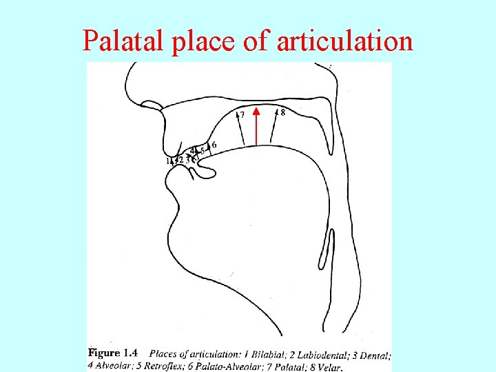 Palatal place of articulation 