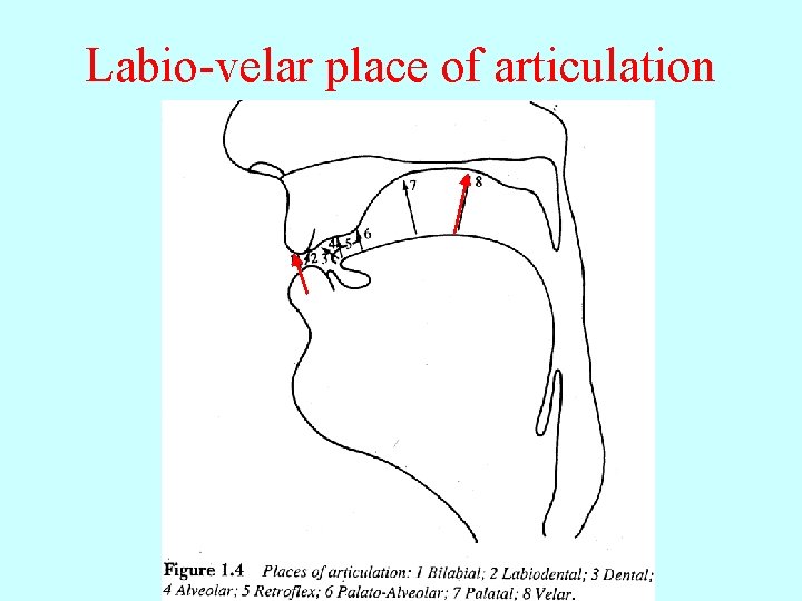 Labio-velar place of articulation 