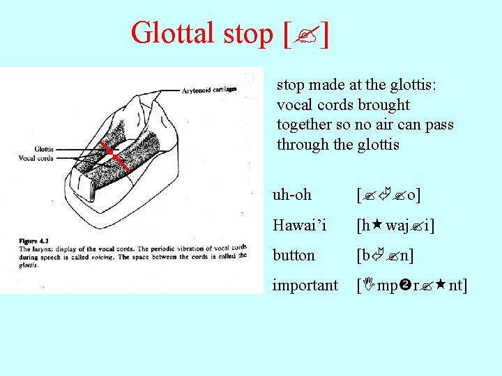 Glottal stop [ ] stop made at the glottis: vocal cords brought together so