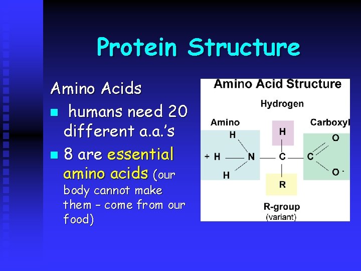 Protein Structure Amino Acids n humans need 20 different a. a. ’s n 8
