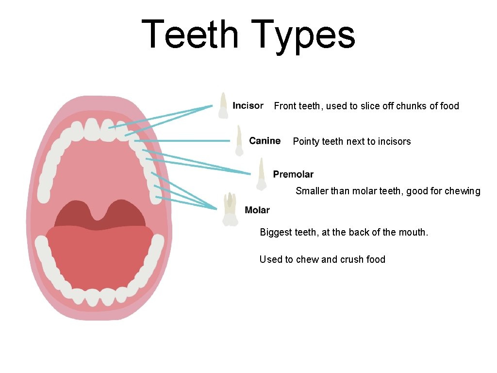 Teeth Types Front teeth, used to slice off chunks of food Pointy teeth next Teeth Types Front teeth, used to slice off chunks of food Pointy teeth next