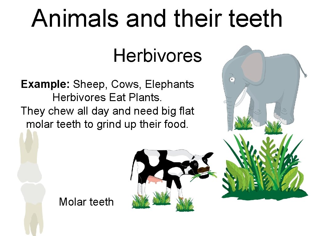 Animals and their teeth Herbivores Example: Sheep, Cows, Elephants Herbivores Eat Plants. They chew Animals and their teeth Herbivores Example: Sheep, Cows, Elephants Herbivores Eat Plants. They chew