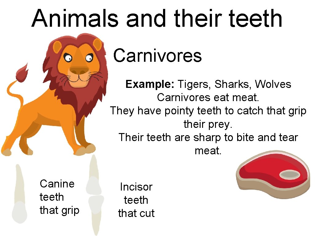 Animals and their teeth Carnivores Example: Tigers, Sharks, Wolves Carnivores eat meat. They have Animals and their teeth Carnivores Example: Tigers, Sharks, Wolves Carnivores eat meat. They have
