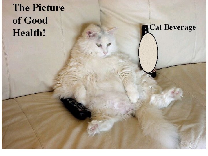 The Picture of Good Health! Cat Beverage 