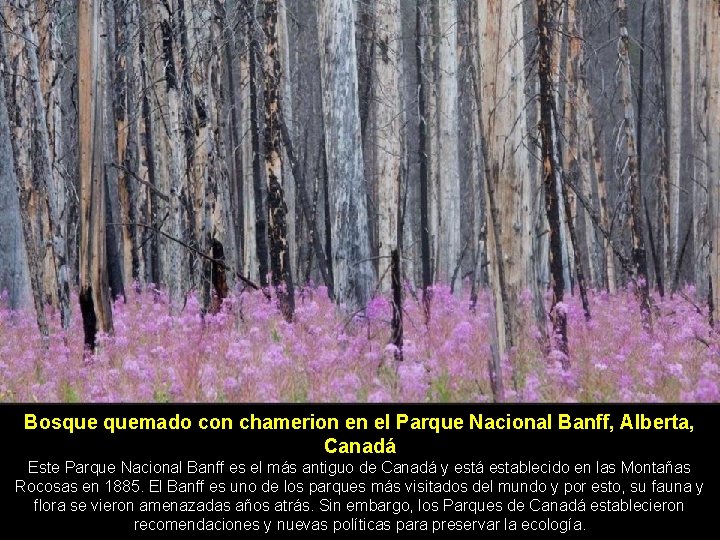 Bosque quemado con chamerion en el Parque Nacional Banff, Alberta, Canadá Este Parque Nacional