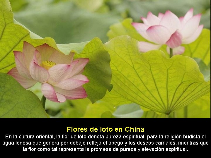 Flores de loto en China En la cultura oriental, la flor de loto denota