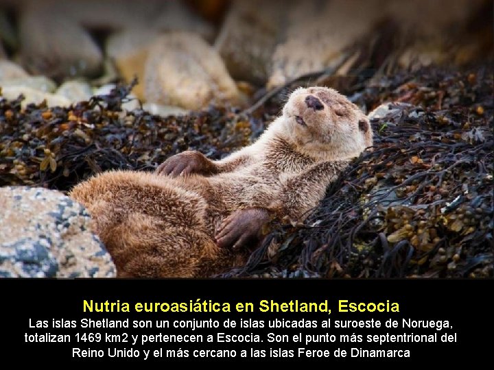 Nutria euroasiática en Shetland, Escocia Las islas Shetland son un conjunto de islas ubicadas