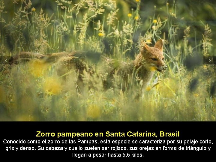 Zorro pampeano en Santa Catarina, Brasil Conocido como el zorro de las Pampas, esta