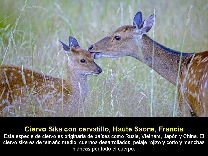 Ciervo Sika con cervatillo, Haute Saone, Francia Esta especie de ciervo es originaria de