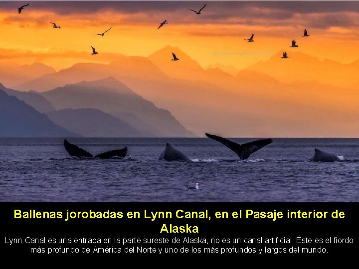 Ballenas jorobadas en Lynn Canal, en el Pasaje interior de Alaska Lynn Canal es