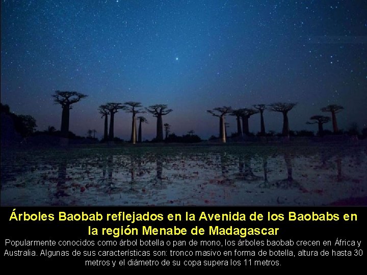 Árboles Baobab reflejados en la Avenida de los Baobabs en la región Menabe de