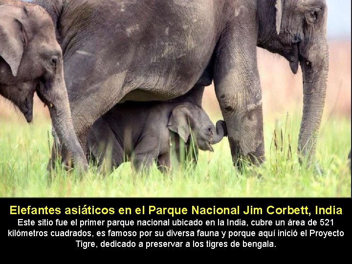 Elefantes asiáticos en el Parque Nacional Jim Corbett, India Este sitio fue el primer