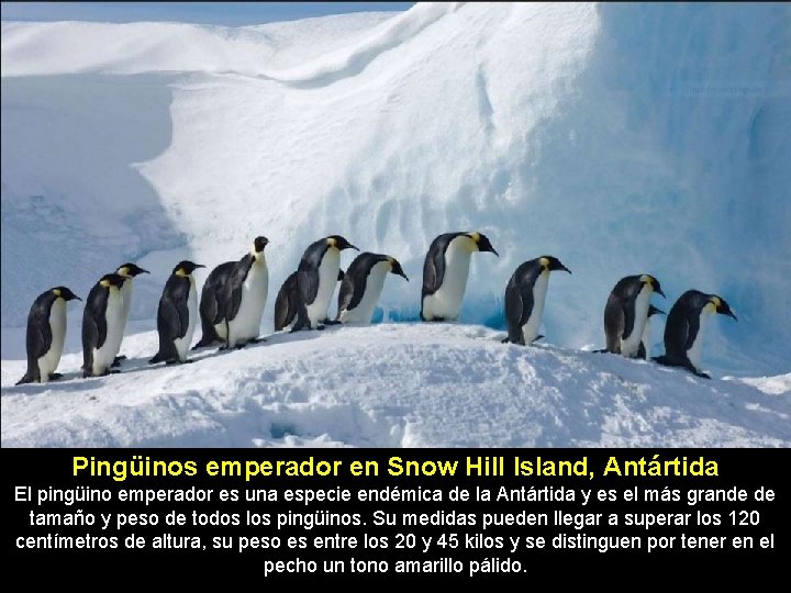 Pingüinos emperador en Snow Hill Island, Antártida El pingüino emperador es una especie endémica