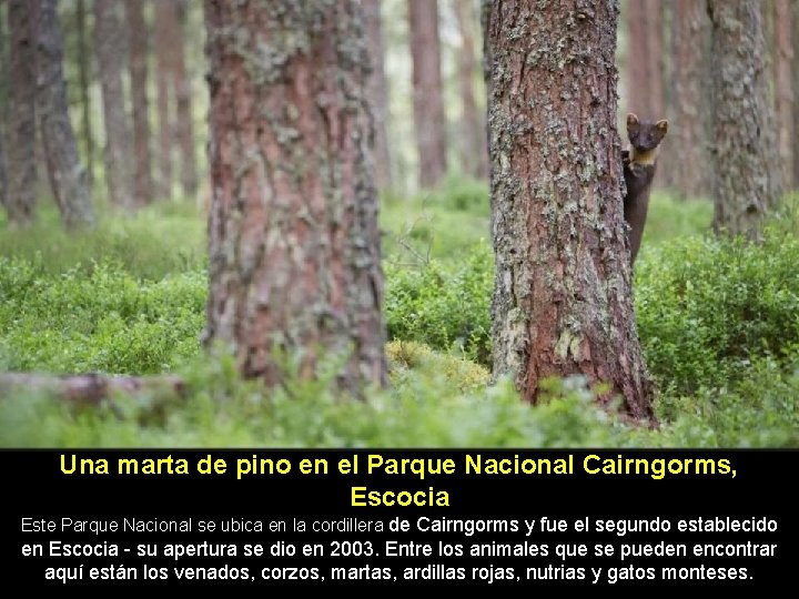 Una marta de pino en el Parque Nacional Cairngorms, Escocia Este Parque Nacional se