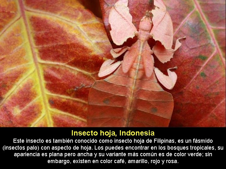 Insecto hoja, Indonesia Este insecto es también conocido como insecto hoja de Filipinas, es
