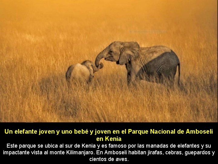 Un elefante joven y uno bebé y joven en el Parque Nacional de Amboseli