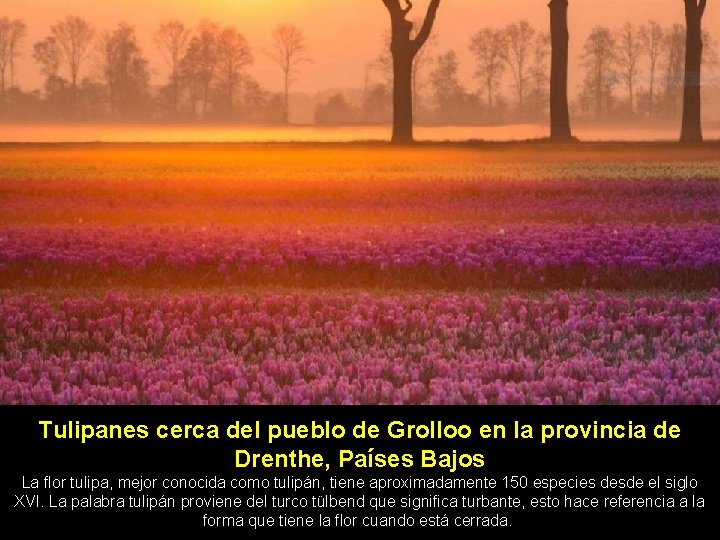 Tulipanes cerca del pueblo de Grolloo en la provincia de Drenthe, Países Bajos La